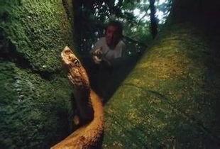 蛇岛电影在线观看,在线揭秘神秘蛇岛惊悚事件 第3张 蛇岛电影在线观看,在线揭秘神秘蛇岛惊悚事件 第3张